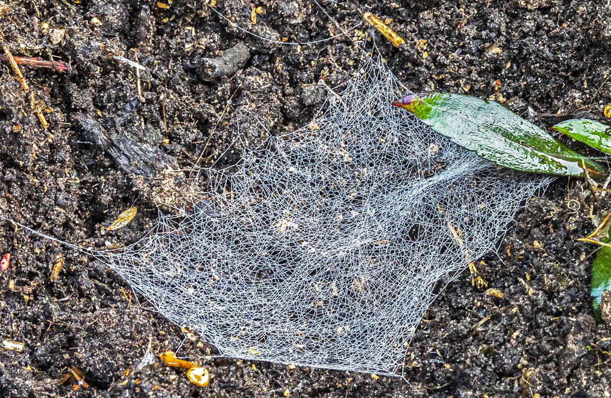Arachnid architecture